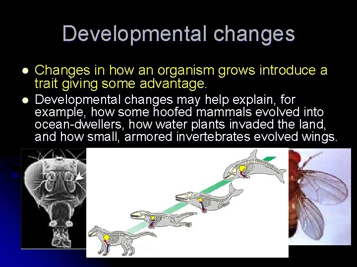 Developmental changes l Changes in how an organism grows introduce a trait giving some