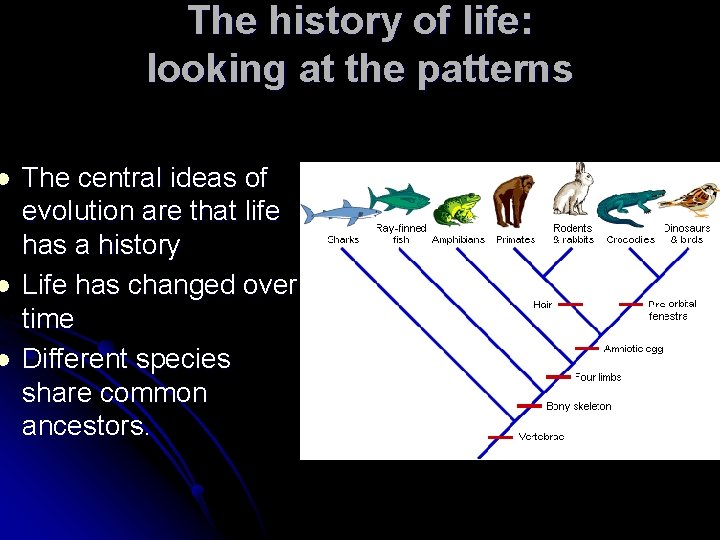 l l l The history of life: looking at the patterns The central ideas