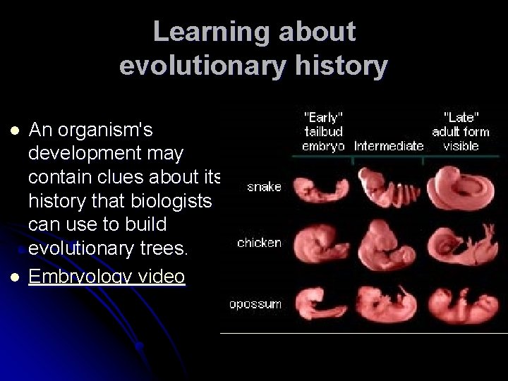 Learning about evolutionary history l l An organism's development may contain clues about its