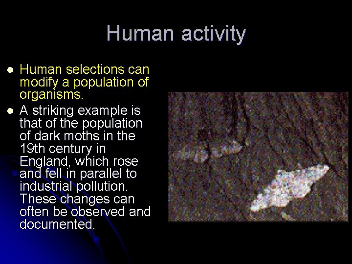 Human activity l l Human selections can modify a population of organisms. A striking