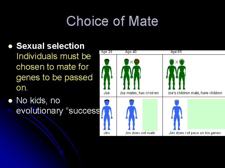 Choice of Mate l l Sexual selection Individuals must be chosen to mate for