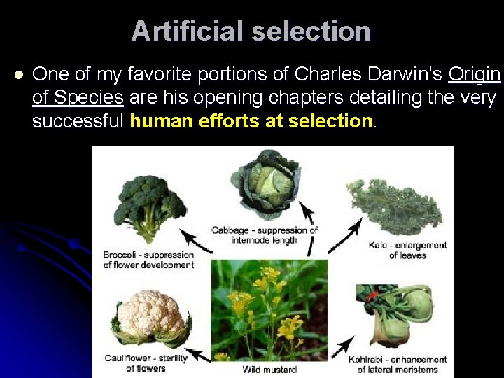 Artificial selection l One of my favorite portions of Charles Darwin’s Origin of Species
