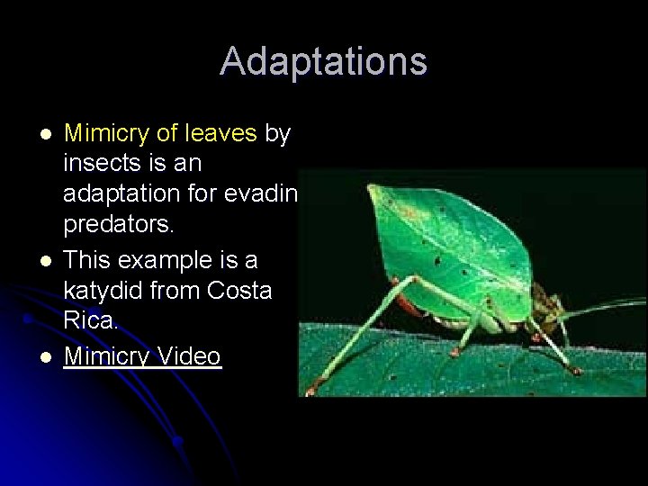 Adaptations l l l Mimicry of leaves by insects is an adaptation for evading