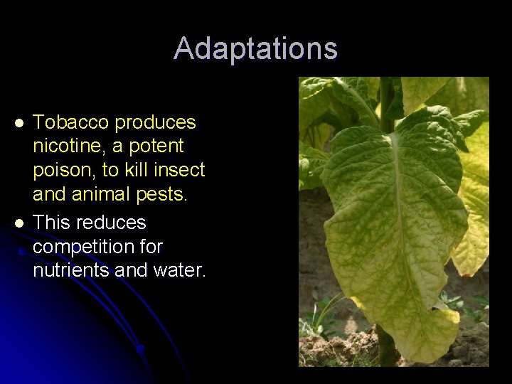 Adaptations l l Tobacco produces nicotine, a potent poison, to kill insect and animal