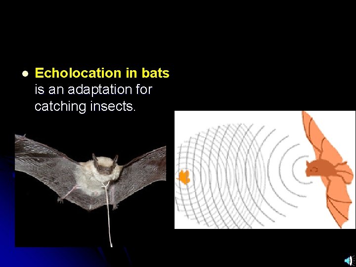 l Echolocation in bats is an adaptation for catching insects. 