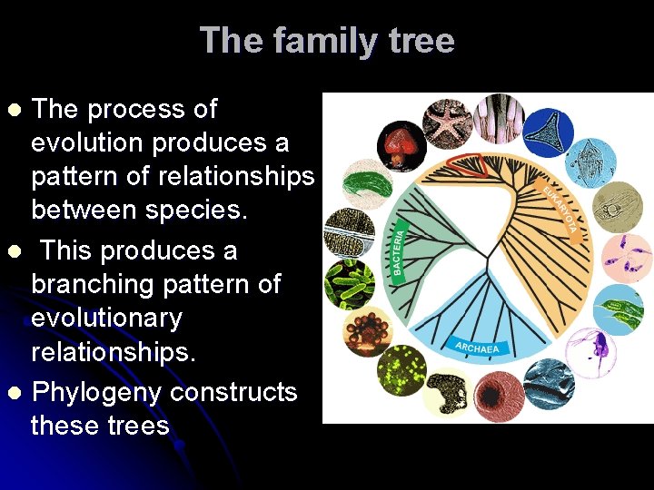 The family tree The process of evolution produces a pattern of relationships between species.