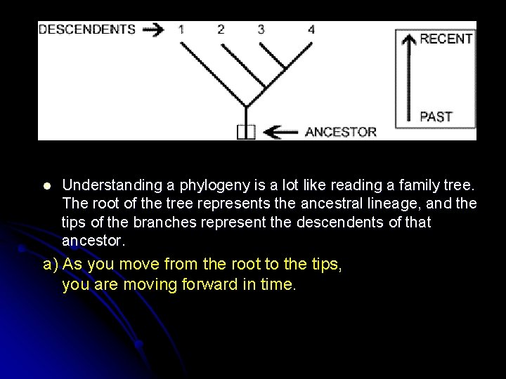 l Understanding a phylogeny is a lot like reading a family tree. The root
