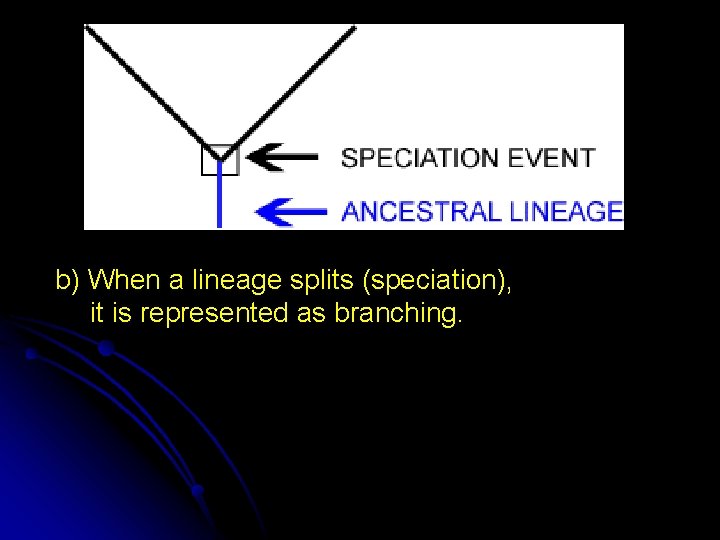 b) When a lineage splits (speciation), it is represented as branching. 