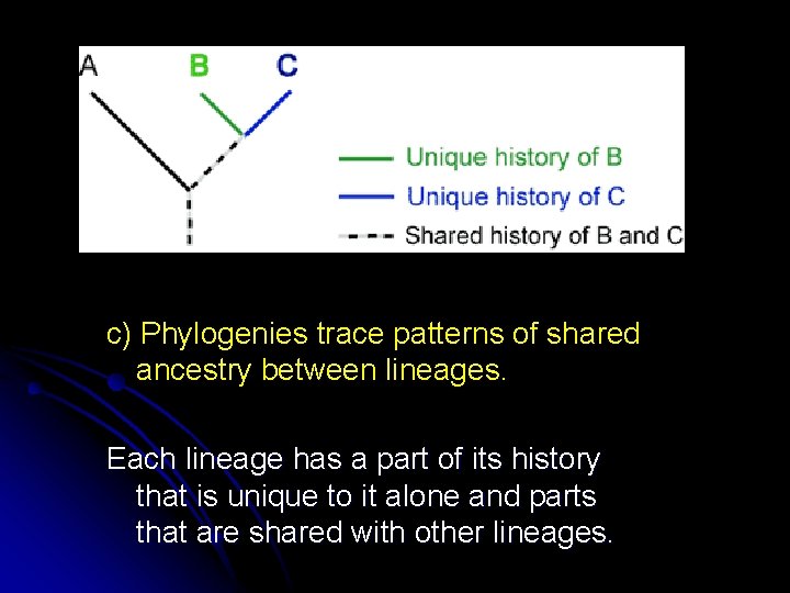 c) Phylogenies trace patterns of shared ancestry between lineages. Each lineage has a part