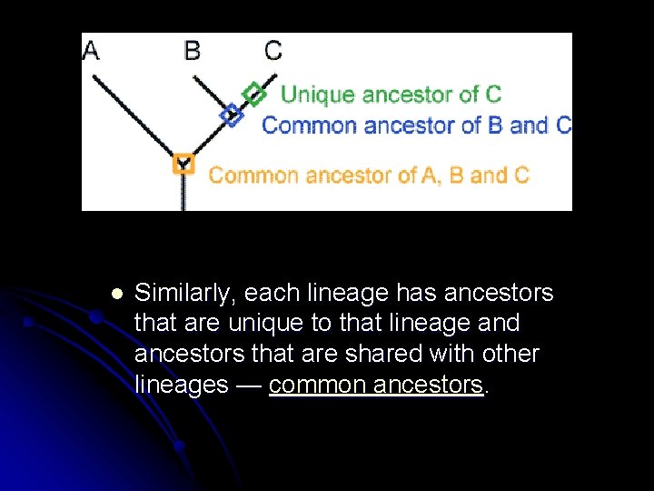 l Similarly, each lineage has ancestors that are unique to that lineage and ancestors