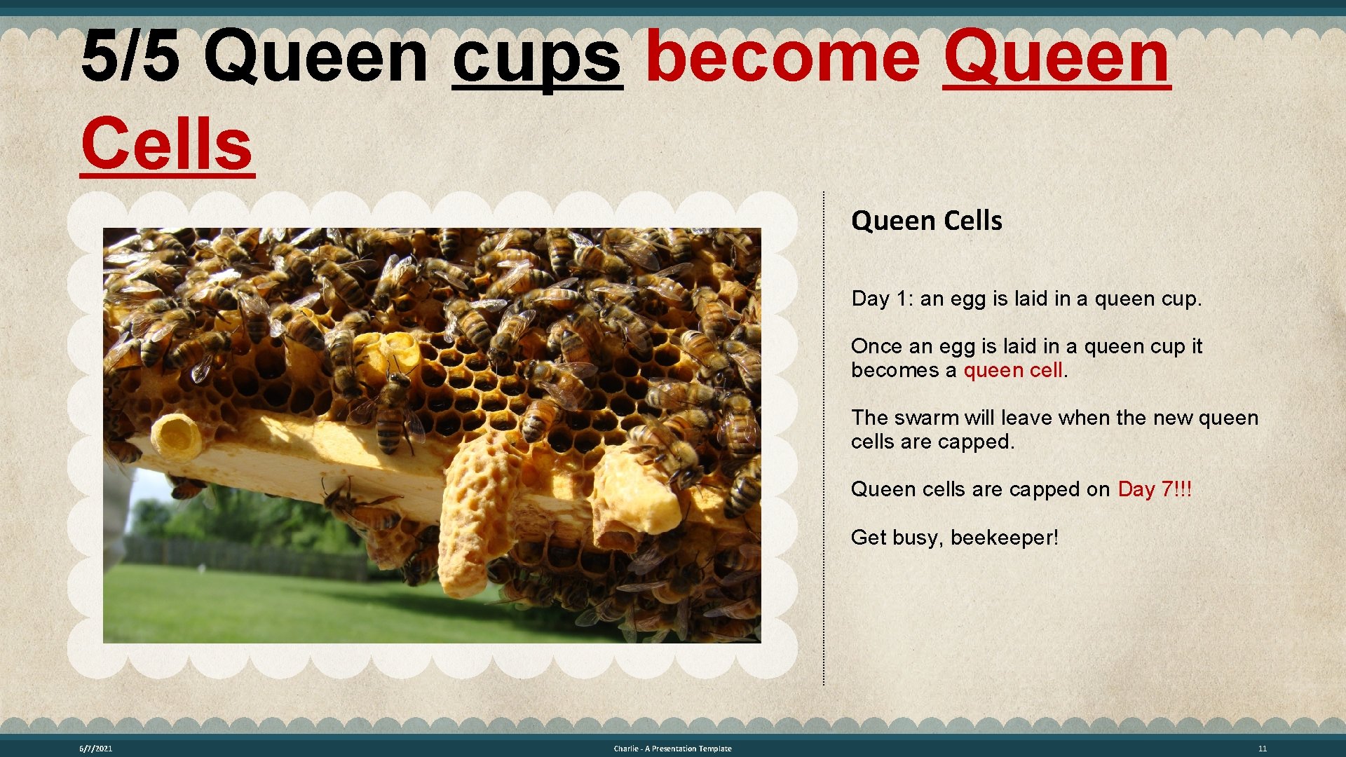 5/5 Queen cups become Queen Cells Day 1: an egg is laid in a
