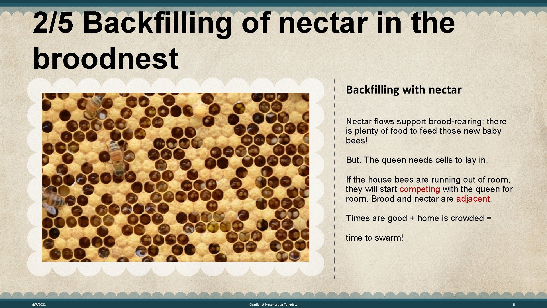 2/5 Backfilling of nectar in the broodnest Backfilling with nectar Nectar flows support brood-rearing: