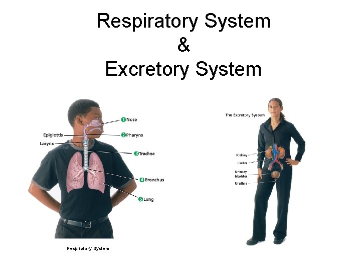Respiratory System & Excretory System Respiratory System 