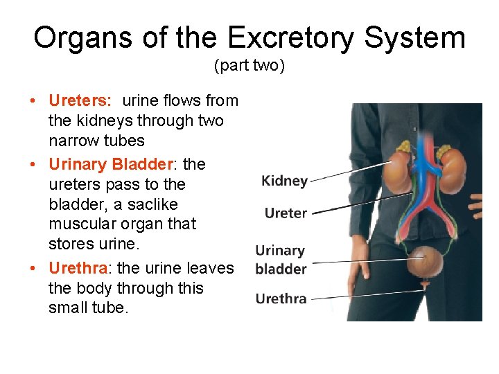 Organs of the Excretory System (part two) • Ureters: urine flows from the kidneys