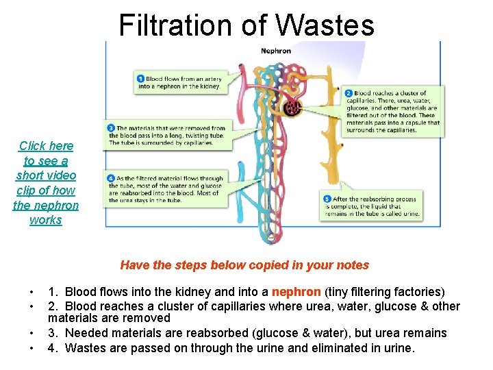 Filtration of Wastes Click here to see a short video clip of how the