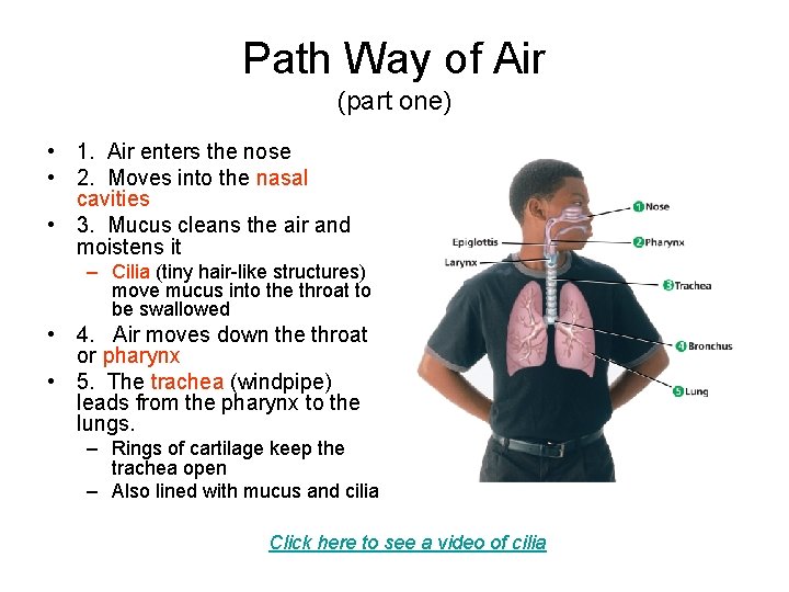 Path Way of Air (part one) • 1. Air enters the nose • 2.
