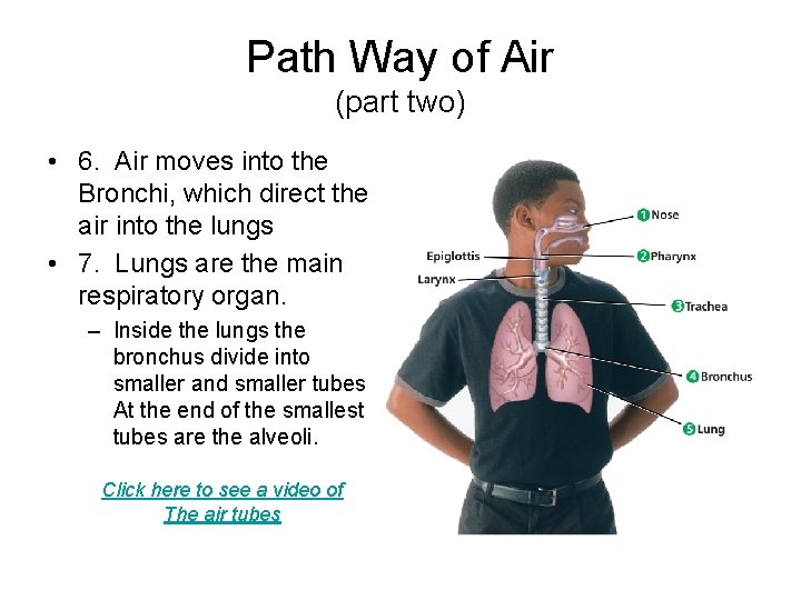 Path Way of Air (part two) • 6. Air moves into the Bronchi, which