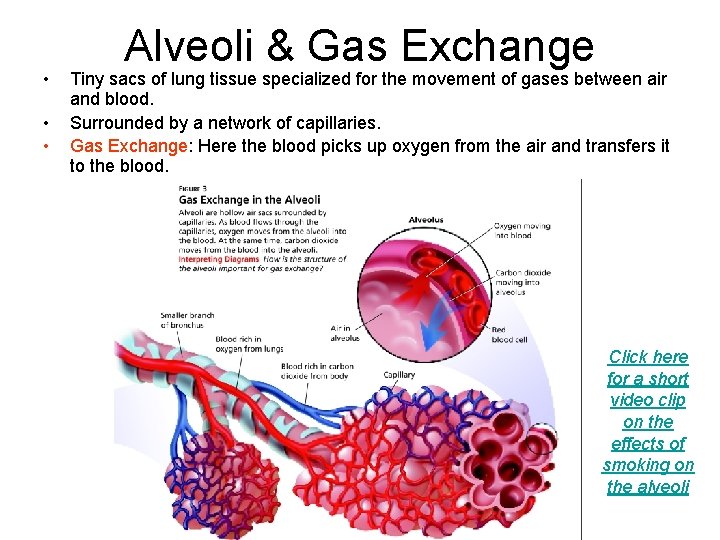  • • • Alveoli & Gas Exchange Tiny sacs of lung tissue specialized