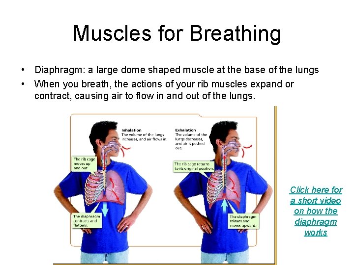 Muscles for Breathing • Diaphragm: a large dome shaped muscle at the base of