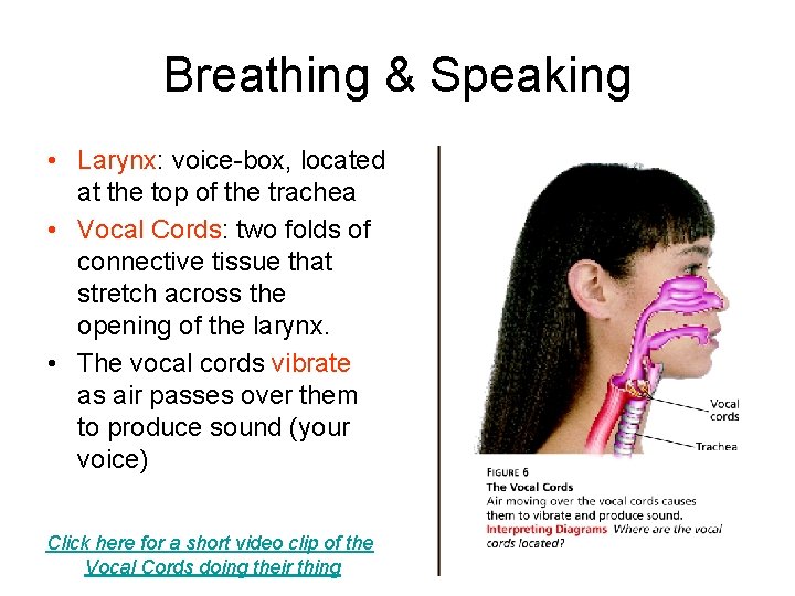 Breathing & Speaking • Larynx: voice-box, located at the top of the trachea •