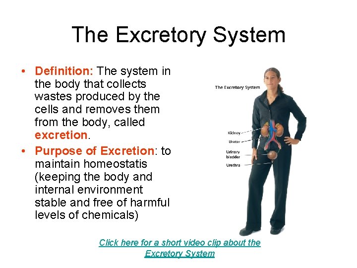 The Excretory System • Definition: The system in the body that collects wastes produced