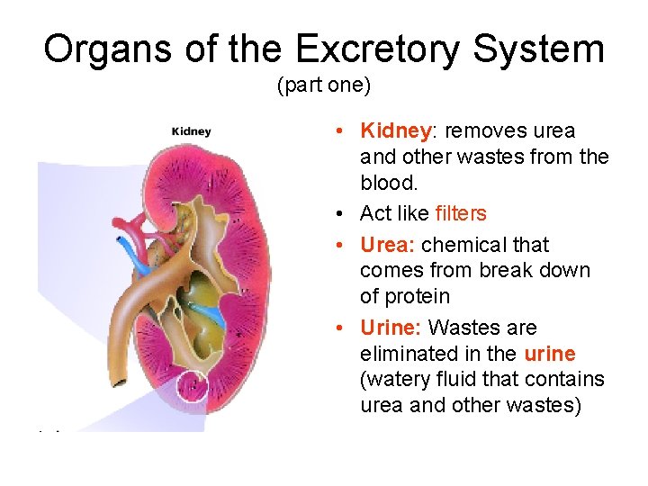 Organs of the Excretory System (part one) • Kidney: removes urea and other wastes