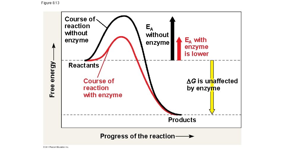 Figure 8. 13 Free energy Course of reaction without enzyme EA with enzyme is