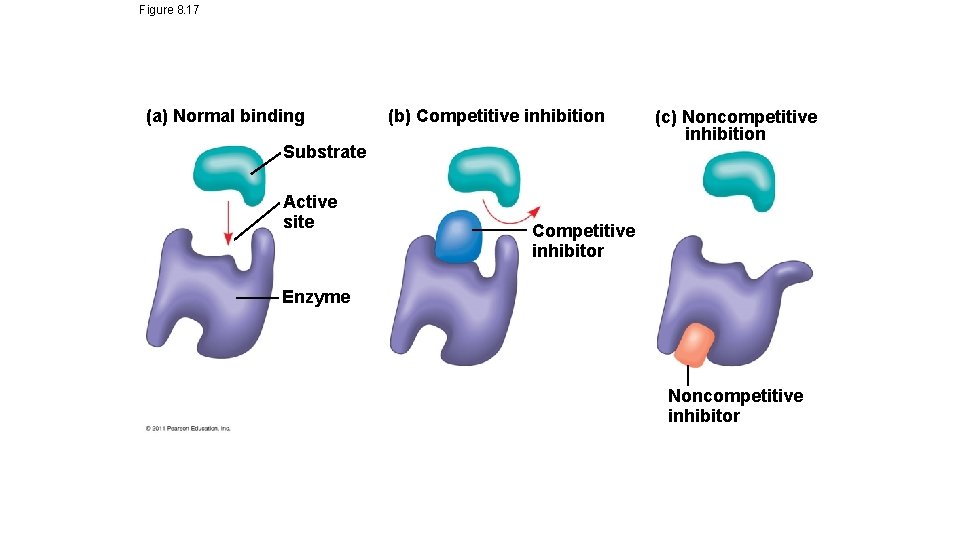 Figure 8. 17 (a) Normal binding (b) Competitive inhibition Substrate Active site (c) Noncompetitive