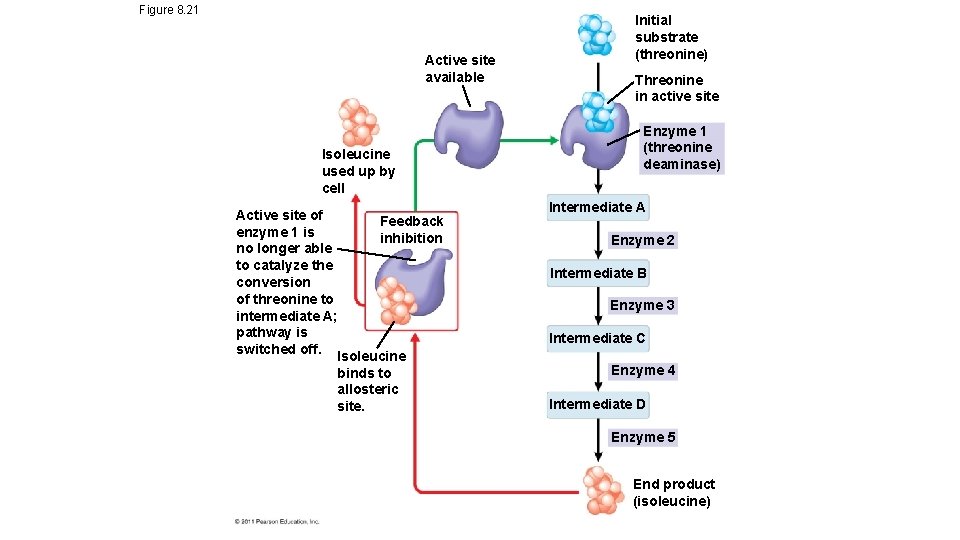 Figure 8. 21 Active site available Isoleucine used up by cell Active site of