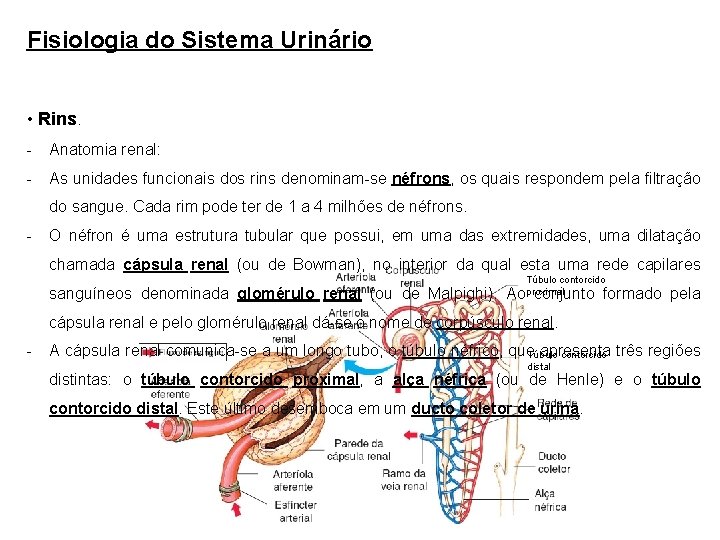 Fisiologia do Sistema Urinário • Rins. - Anatomia renal: - As unidades funcionais dos