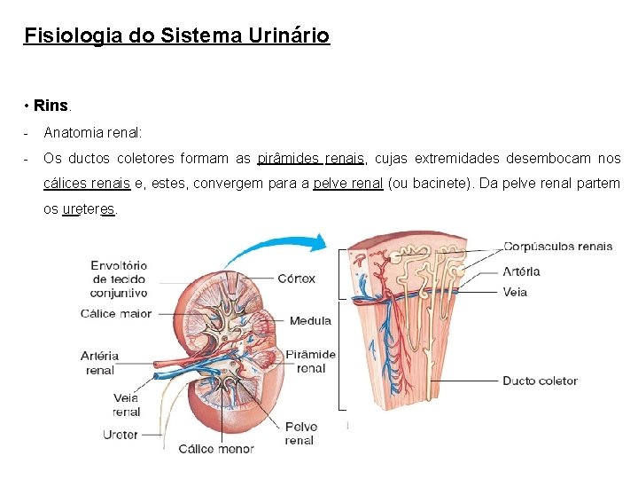 Fisiologia do Sistema Urinário • Rins. - Anatomia renal: - Os ductos coletores formam