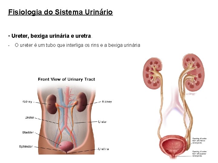 Fisiologia do Sistema Urinário • Ureter, bexiga urinária e uretra. - O ureter é