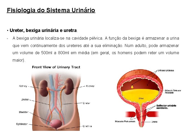 Fisiologia do Sistema Urinário • Ureter, bexiga urinária e uretra. - A bexiga urinária