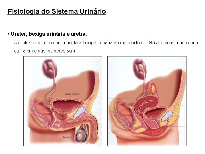 Fisiologia do Sistema Urinário • Ureter, bexiga urinária e uretra. - A uretra é