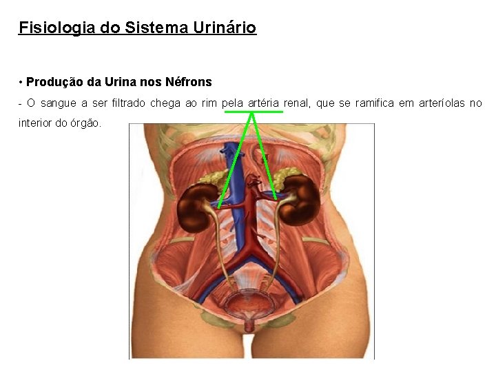 Fisiologia do Sistema Urinário • Produção da Urina nos Néfrons - O sangue a