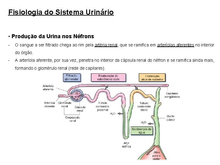 Fisiologia do Sistema Urinário • Produção da Urina nos Néfrons - O sangue a
