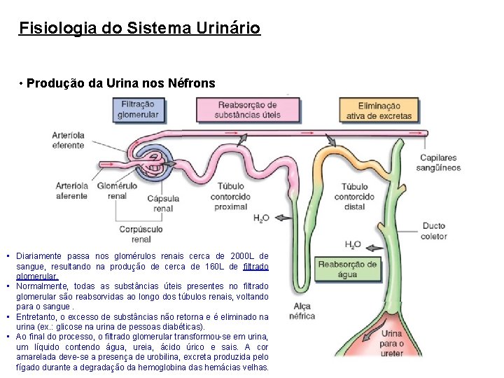 Fisiologia do Sistema Urinário • Produção da Urina nos Néfrons • Diariamente passa nos