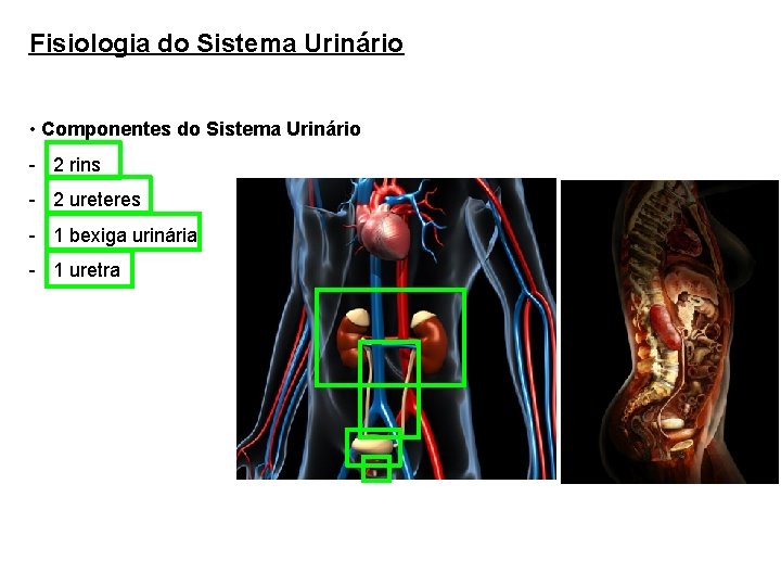Fisiologia do Sistema Urinário • Componentes do Sistema Urinário - 2 rins - 2