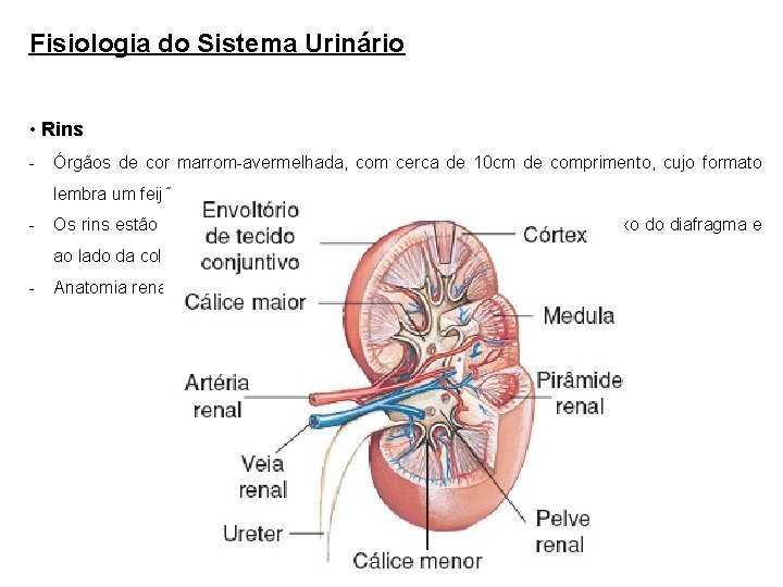 Fisiologia do Sistema Urinário • Rins - Órgãos de cor marrom-avermelhada, com cerca de