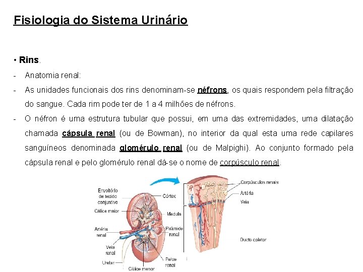 Fisiologia do Sistema Urinário • Rins. - Anatomia renal: - As unidades funcionais dos