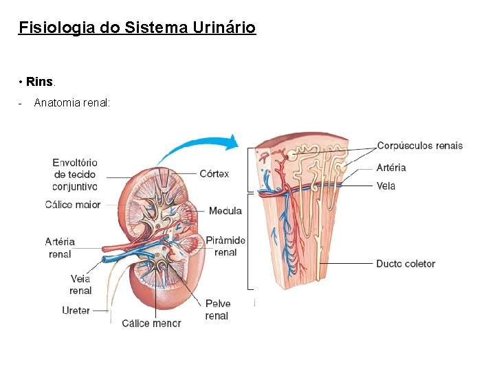 Fisiologia do Sistema Urinário • Rins. - Anatomia renal: 