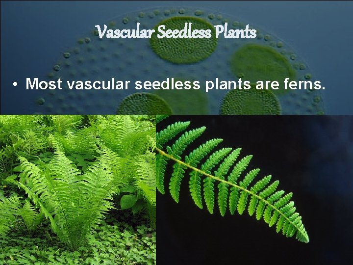Vascular Seedless Plants • Most vascular seedless plants are ferns. Vascular Seedless Plants • Most vascular seedless plants are ferns.