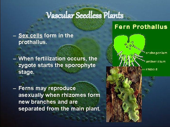 Vascular Seedless Plants – Sex cells form in the prothallus. – When fertilization occurs, Vascular Seedless Plants – Sex cells form in the prothallus. – When fertilization occurs,