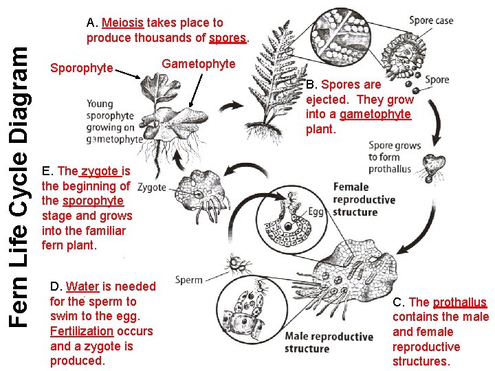 Fern Life Cycle Diagram A. Meiosis takes place to produce thousands of spores. Sporophyte Fern Life Cycle Diagram A. Meiosis takes place to produce thousands of spores. Sporophyte