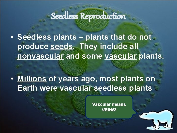 Seedless Reproduction • Seedless plants – plants that do not produce seeds. They include Seedless Reproduction • Seedless plants – plants that do not produce seeds. They include