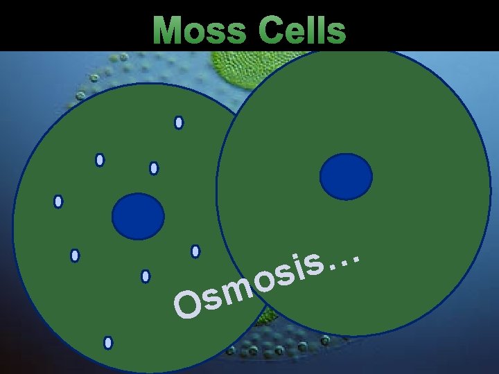 Moss Cells m s O … s i s o Moss Cells m s O … s i s o