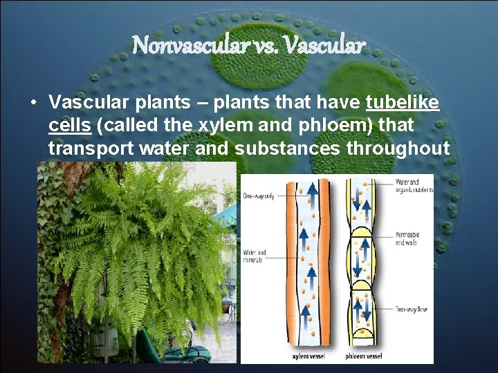 Nonvascular vs. Vascular • Vascular plants – plants that have tubelike cells (called the Nonvascular vs. Vascular • Vascular plants – plants that have tubelike cells (called the