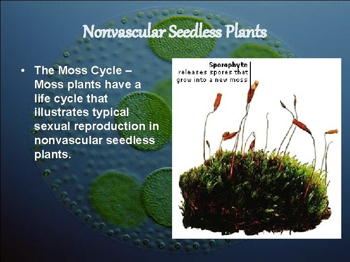 Nonvascular Seedless Plants • The Moss Cycle – Moss plants have a life cycle Nonvascular Seedless Plants • The Moss Cycle – Moss plants have a life cycle