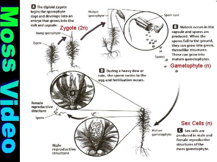 Zygote (2 n) Gametophyte (n) Sex Cells (n) Zygote (2 n) Gametophyte (n) Sex Cells (n)
