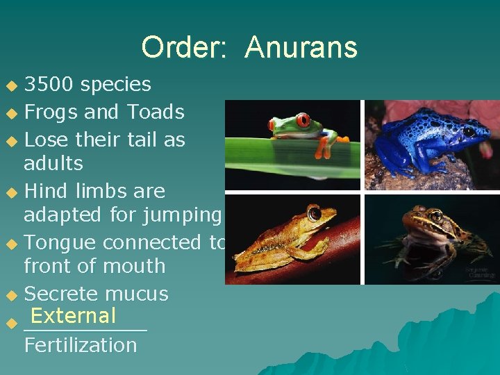 Order: Anurans 3500 species u Frogs and Toads u Lose their tail as adults